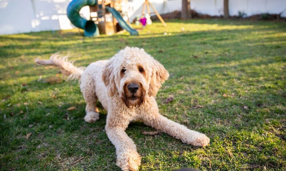 Lulus Doggy Salon & Spaw