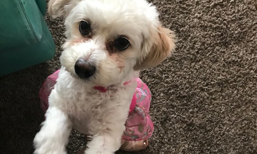 The Paw Spa Pet Salon & Boutique