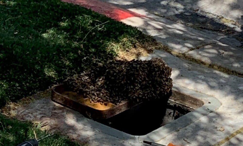 Bulwark Exterminating North Las Vegas