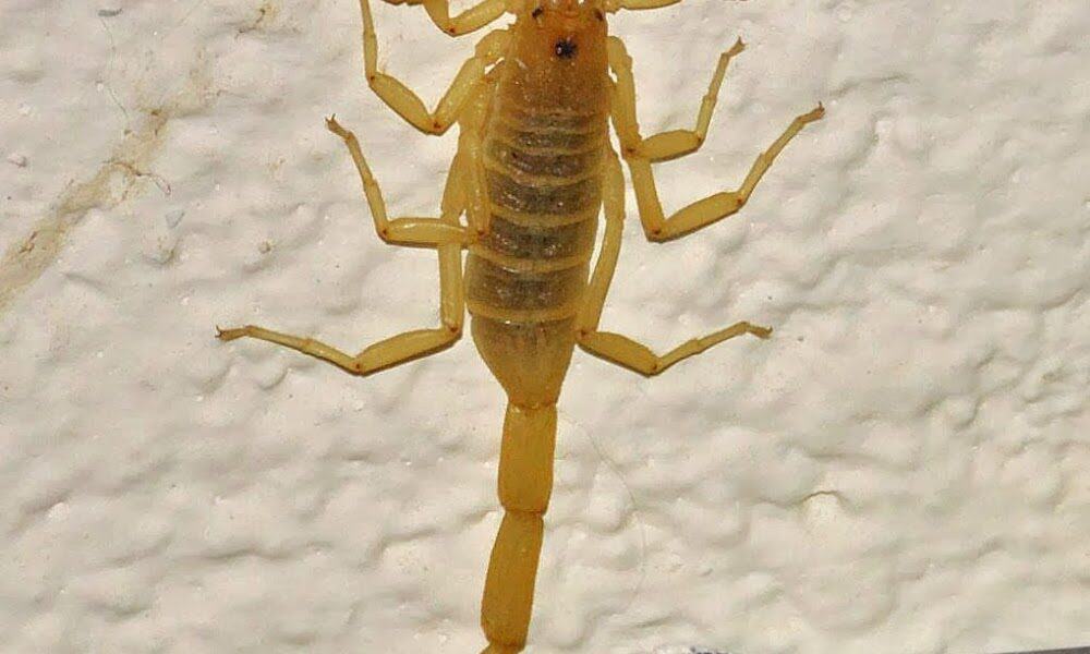 NEWMANS PEST CONTROL