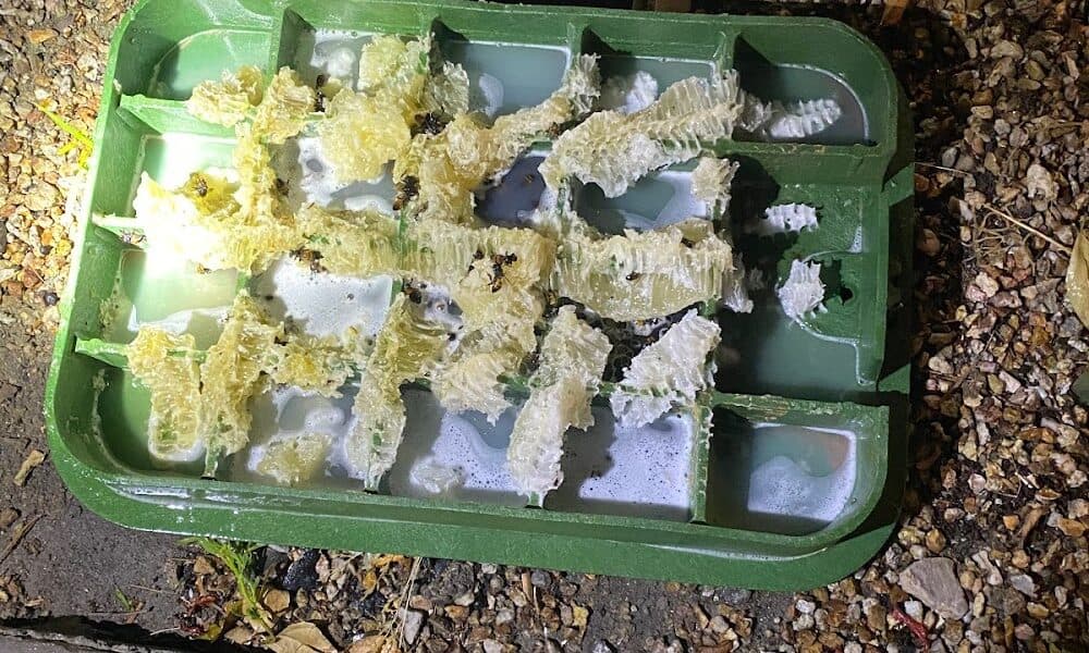 NEWMANS PEST CONTROL