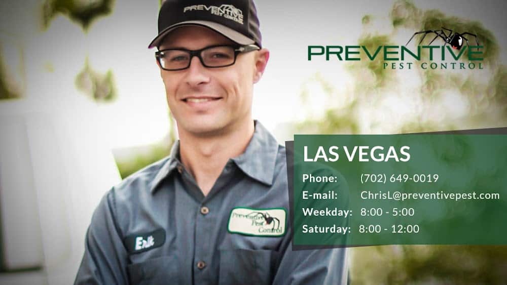 Preventive Pest Control Las Vegas